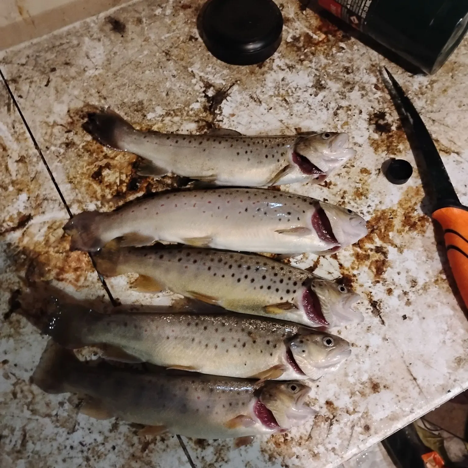 recently logged catches
