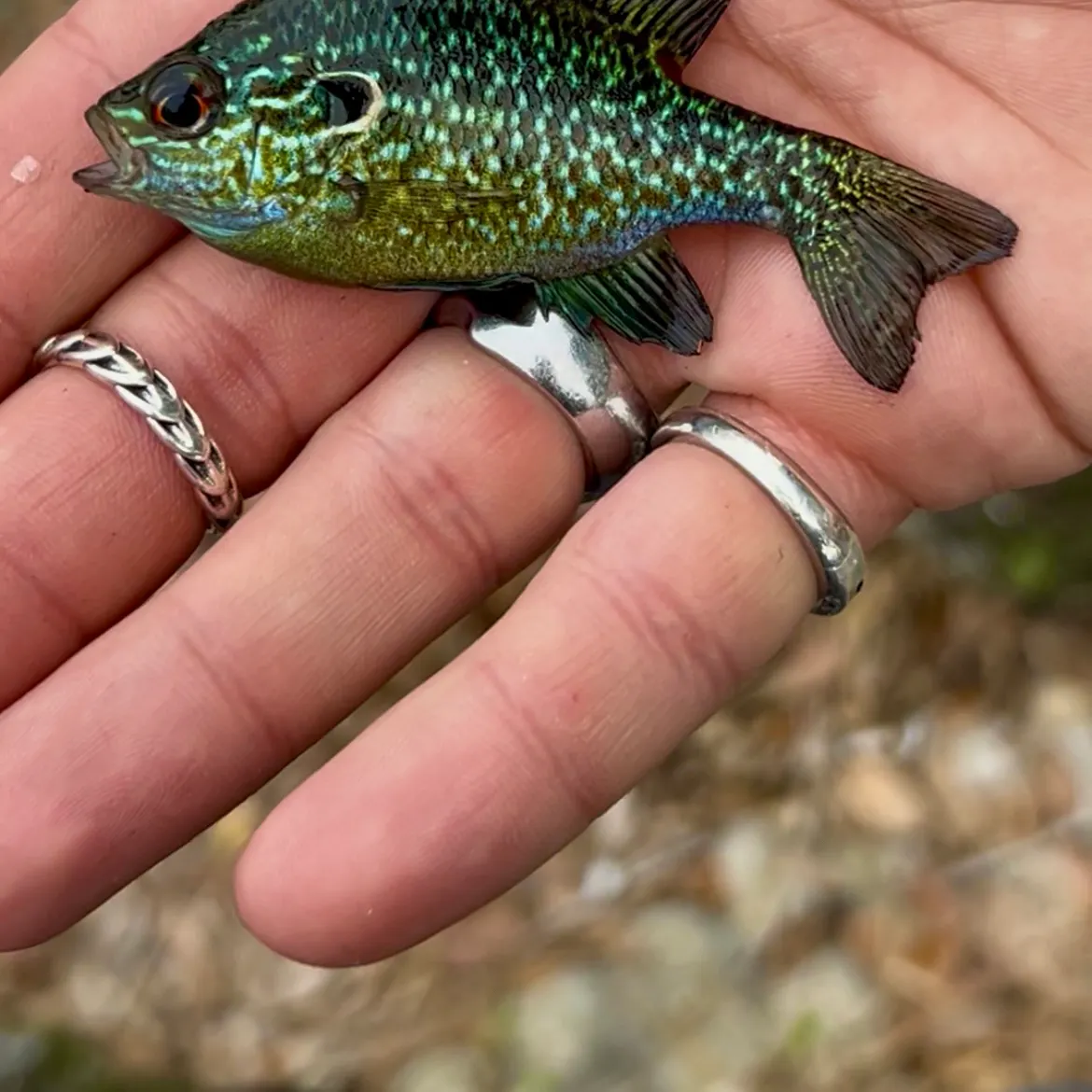 Greengill hybrid caught on Fishbrain