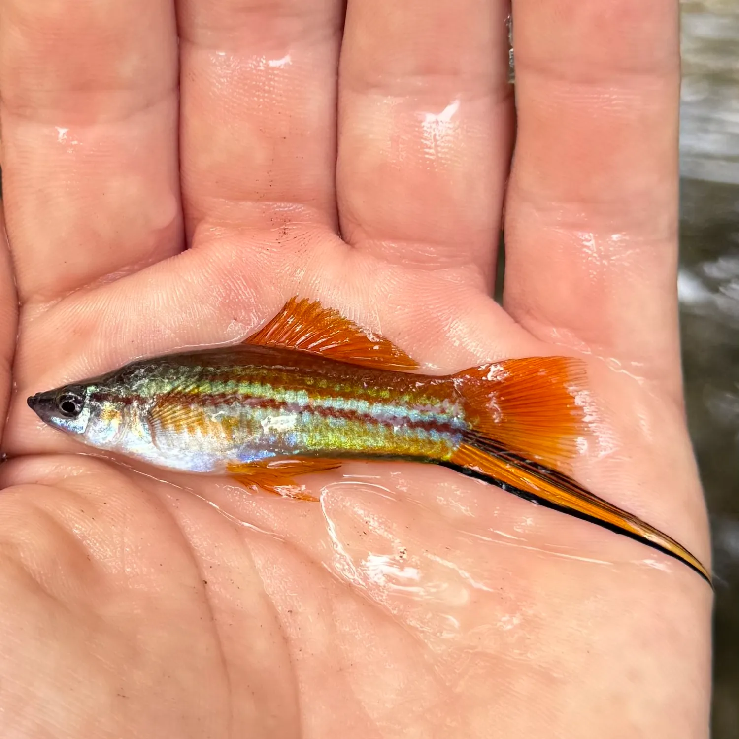 The most recent Green swordtail catches on Fishbrain