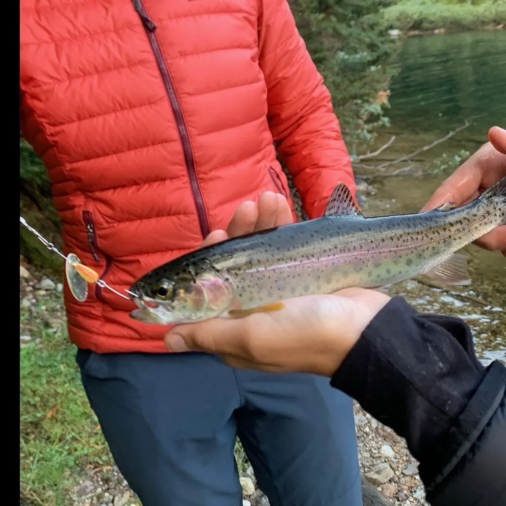 Rainbow trout caught on Fishbrain