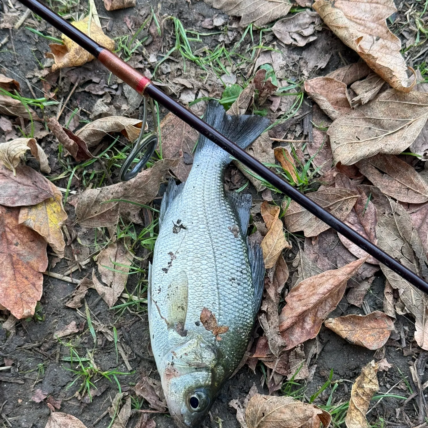 White perch caught on Fishbrain