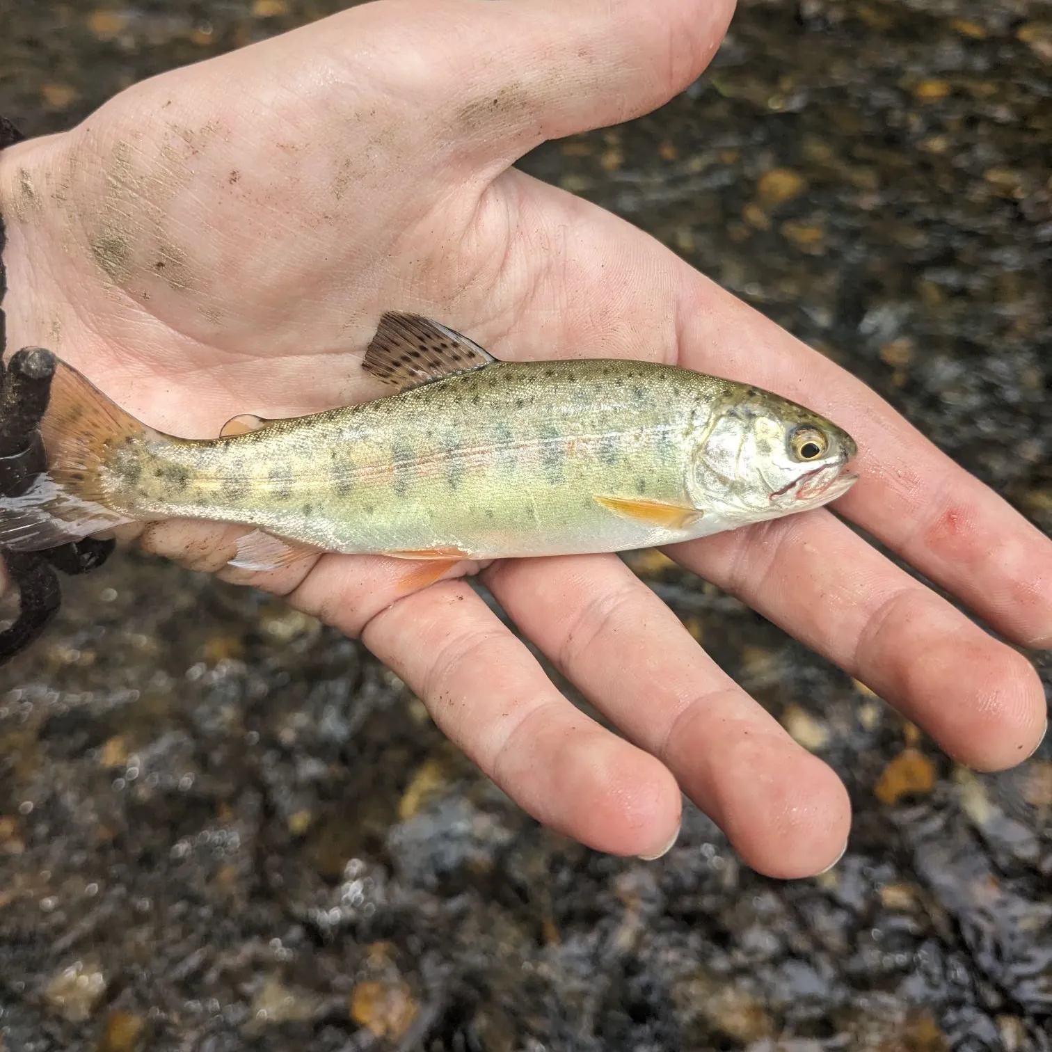 The most recent Kamloops trout catches on Fishbrain