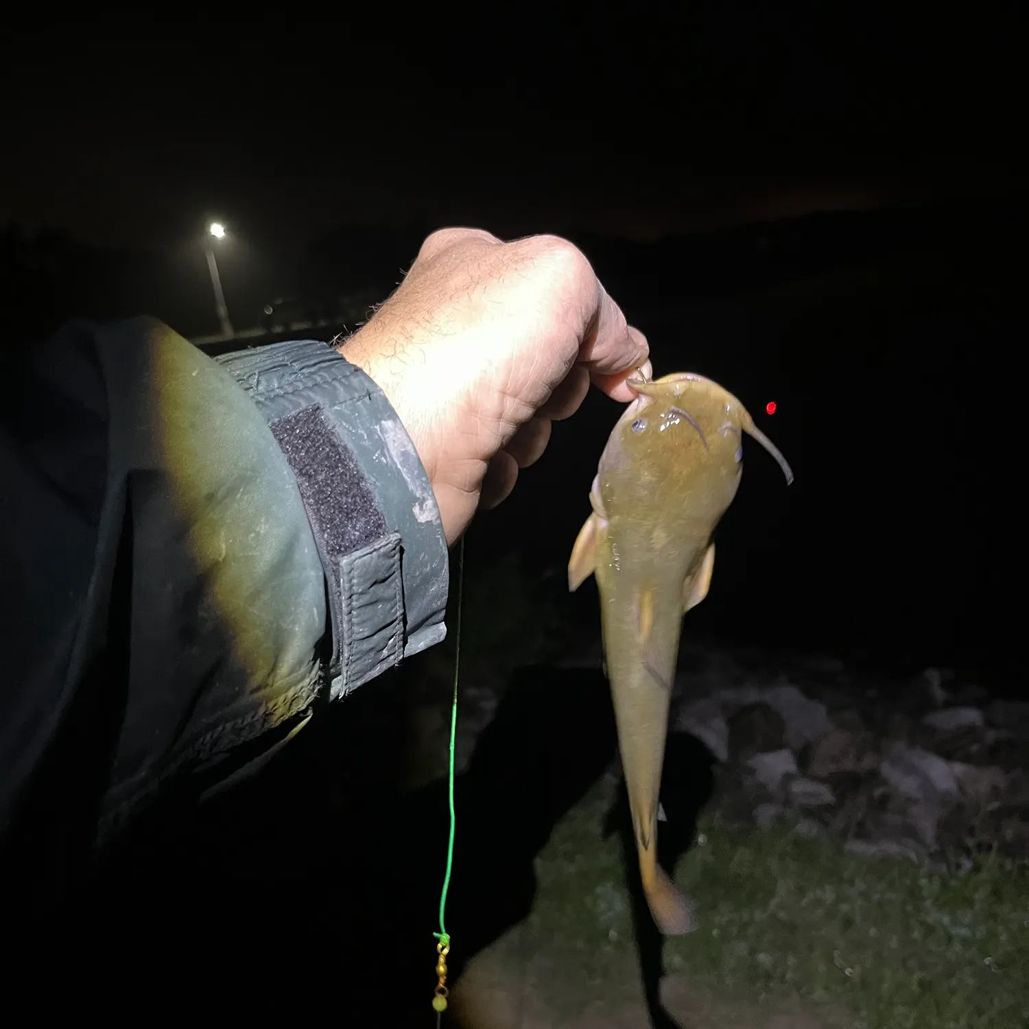 Yellow bullhead caught on Fishbrain
