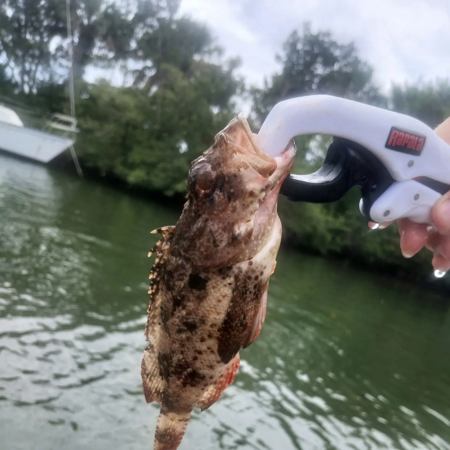 The most recent Golden scorpionfish catches on Fishbrain