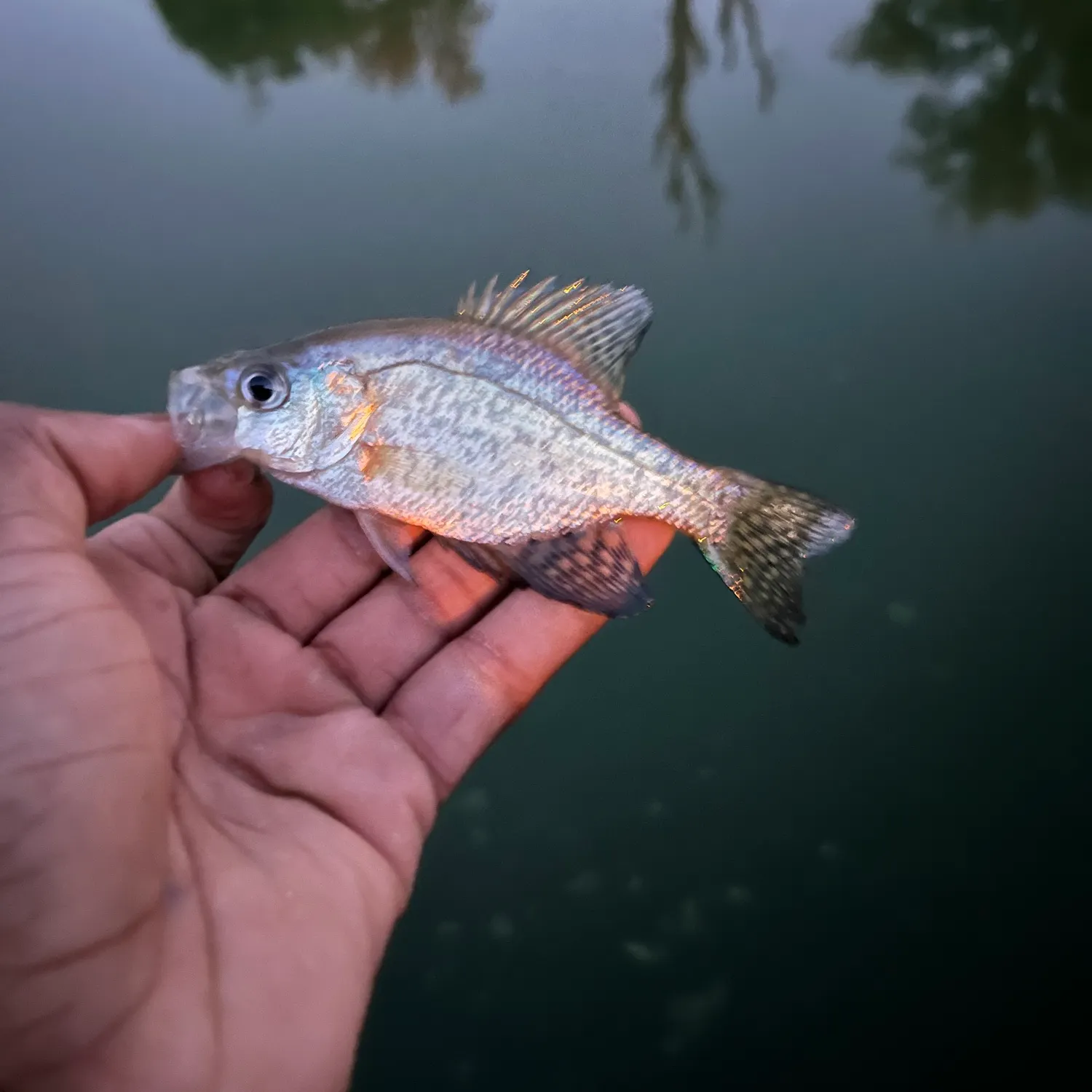 Black crappie caught on Fishbrain
