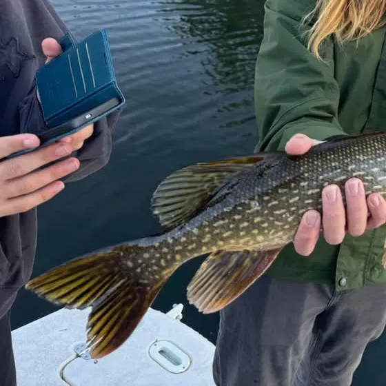 Northern pike caught on Fishbrain