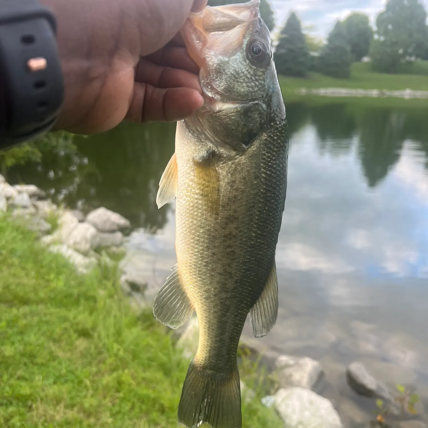 Largemouth bass caught on Fishbrain