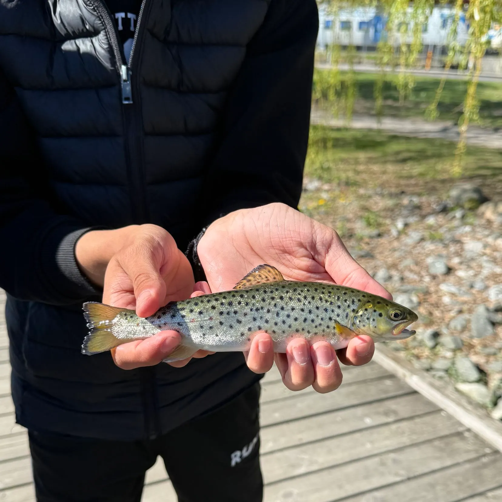 Sea trout caught on Fishbrain