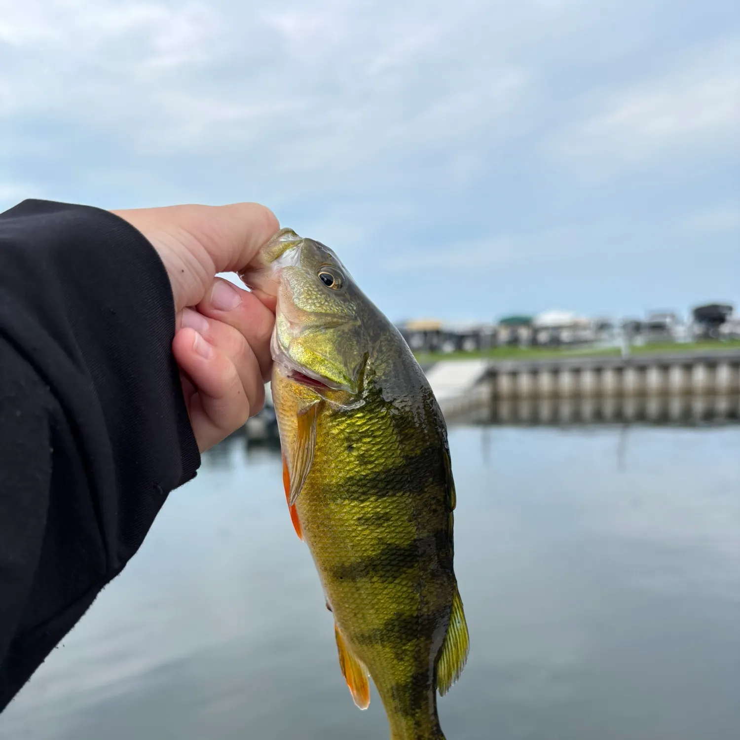 Yellow perch caught on Fishbrain