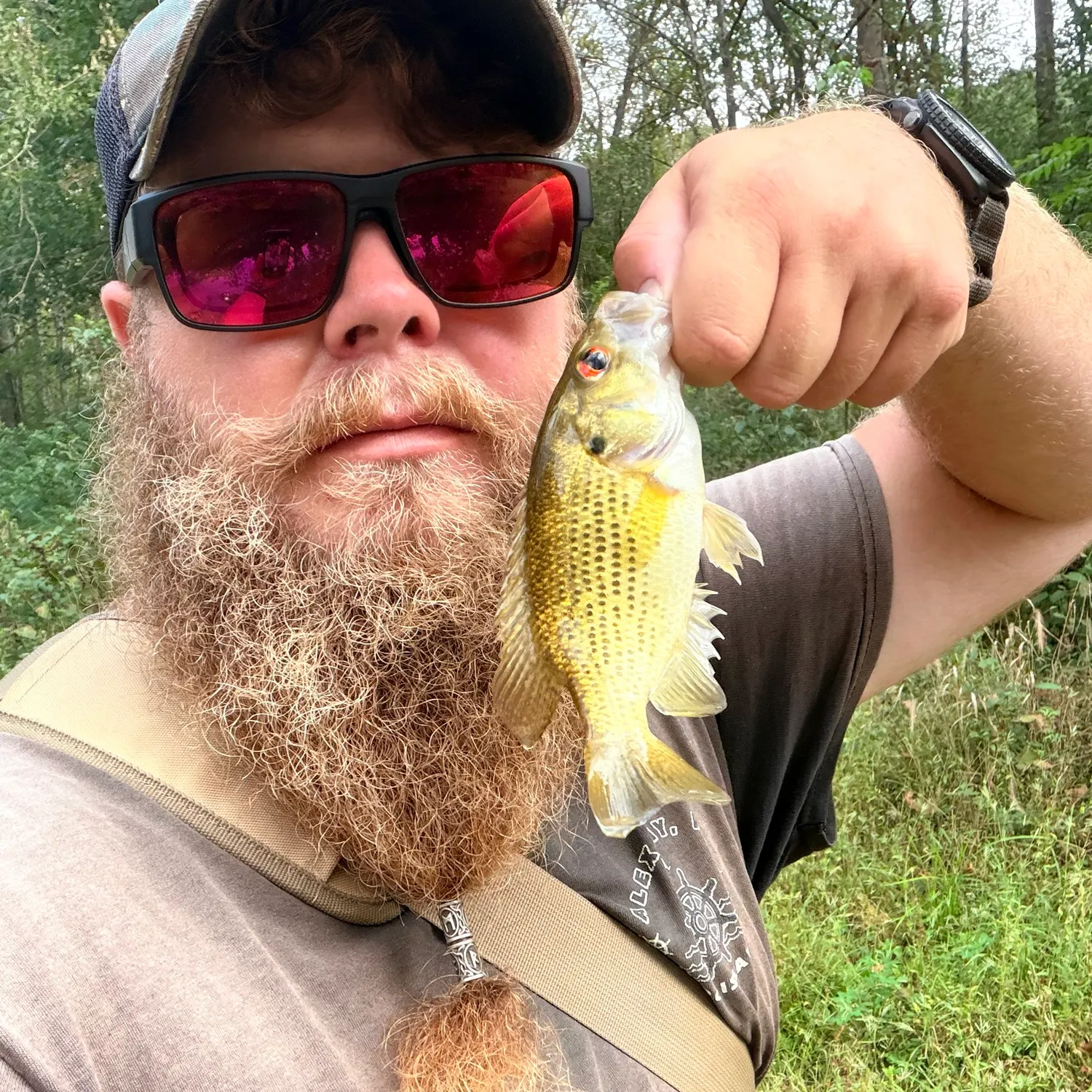 Rock bass caught on Fishbrain
