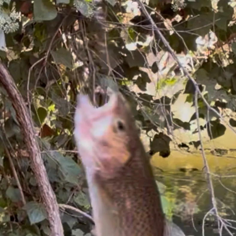 Rainbow trout caught on Fishbrain