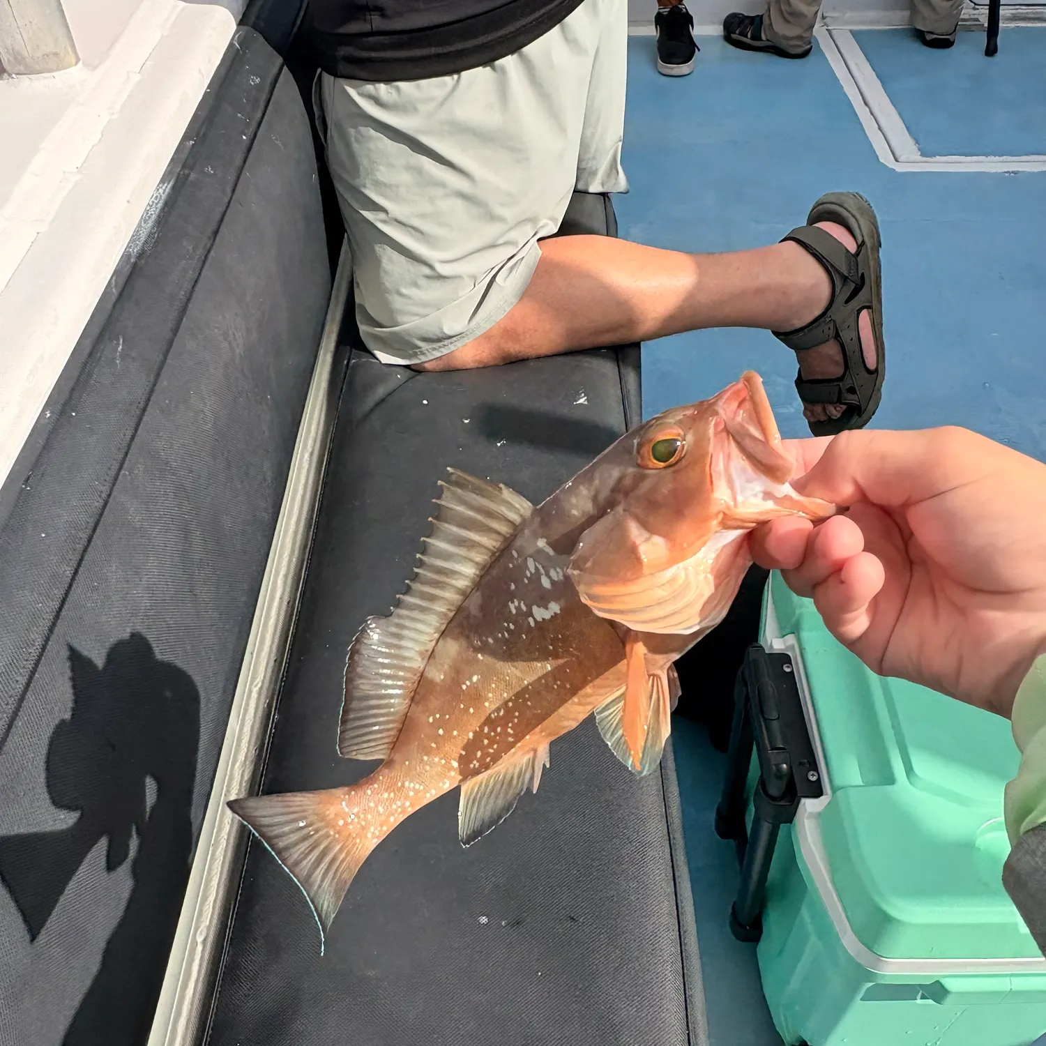 The most recent Red grouper catches on Fishbrain