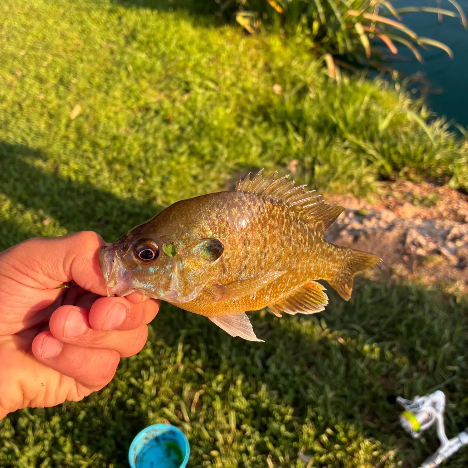 Greengill hybrid caught on Fishbrain
