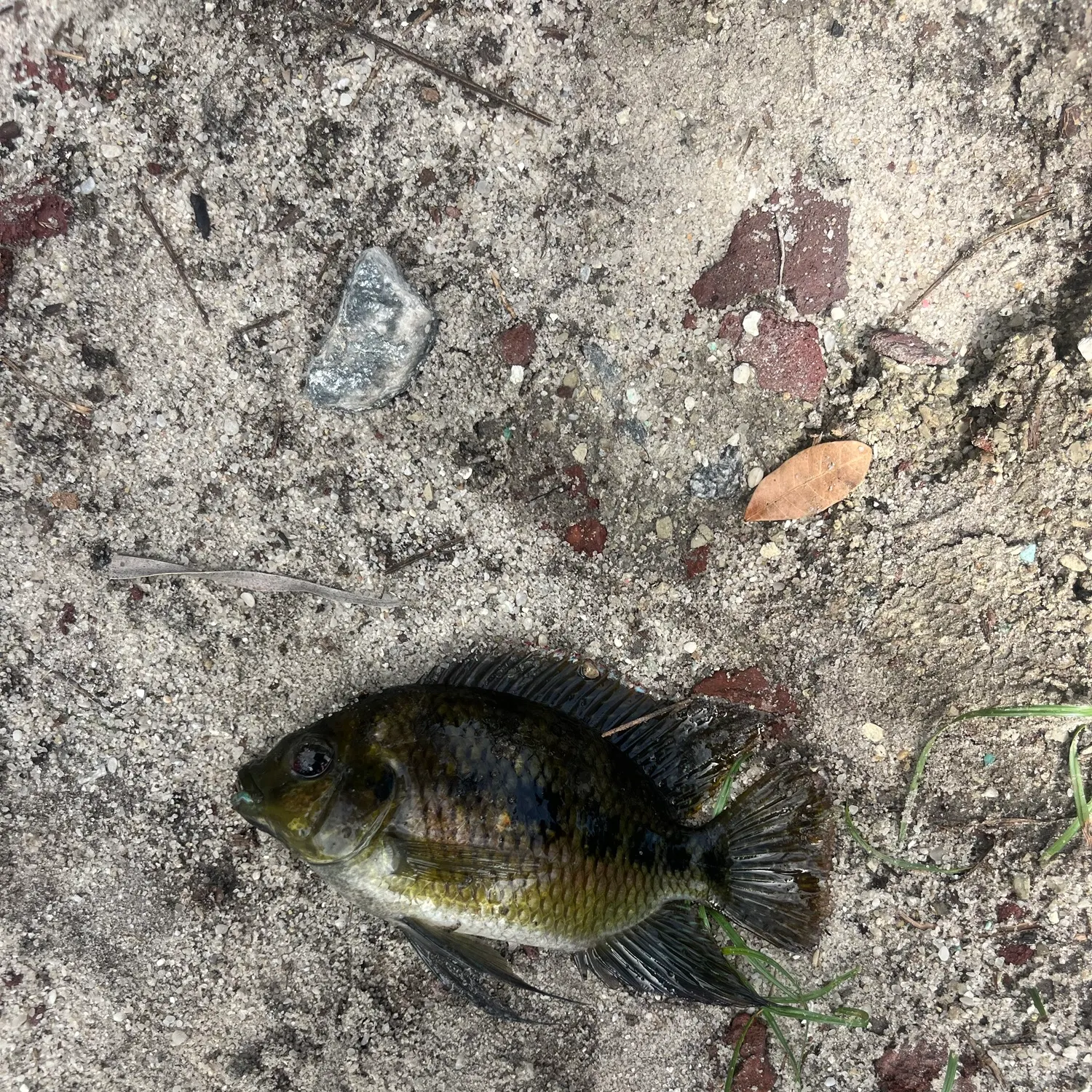 The most recent Spotted tilapia catches on Fishbrain