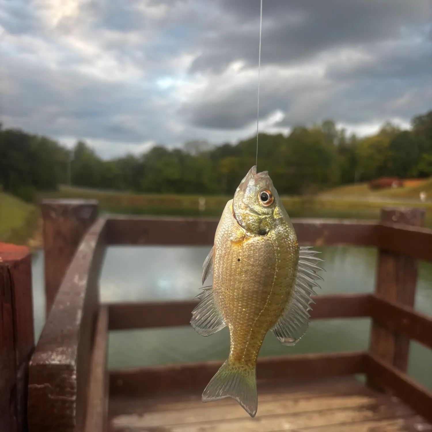 Bluegill caught on Fishbrain