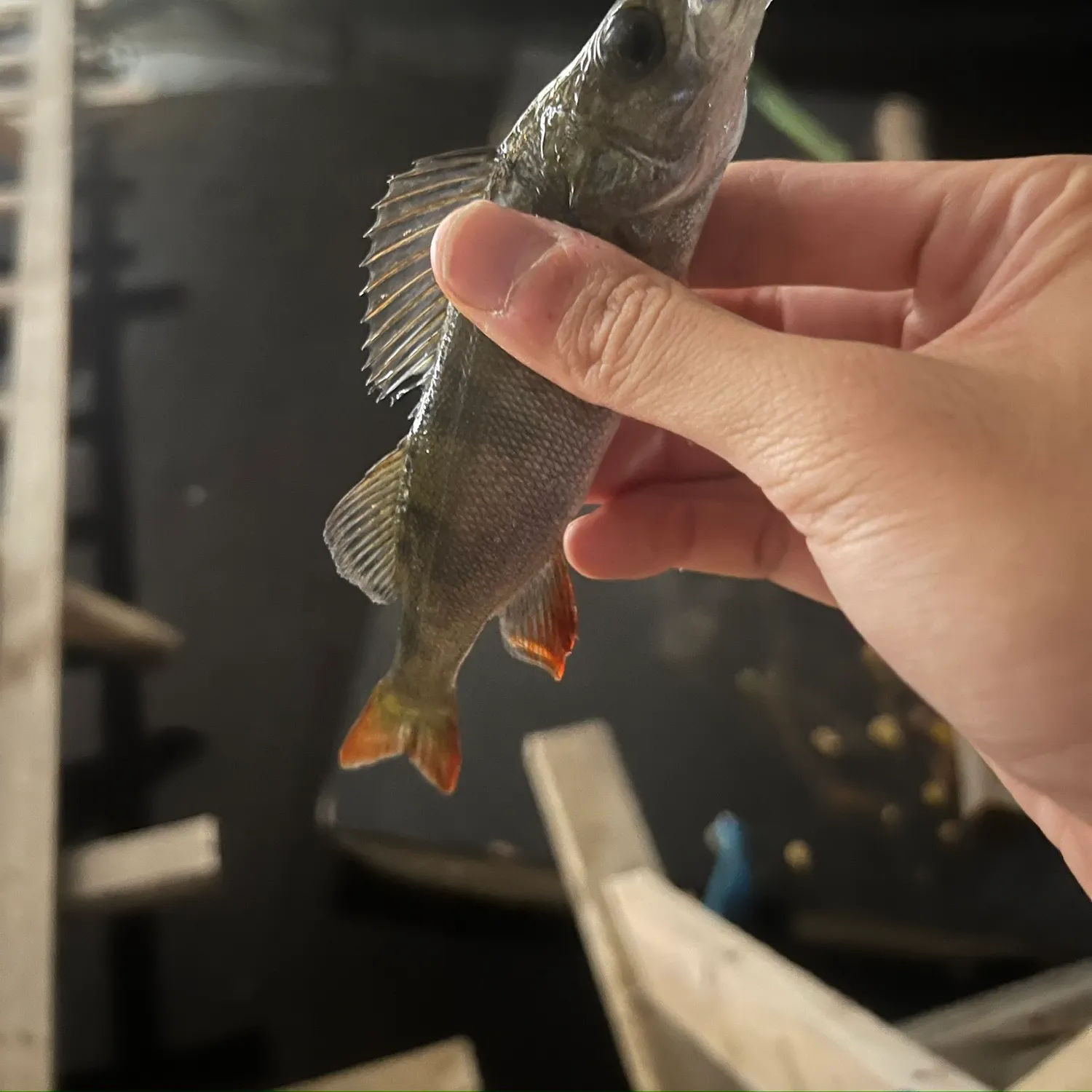 European perch caught on Fishbrain