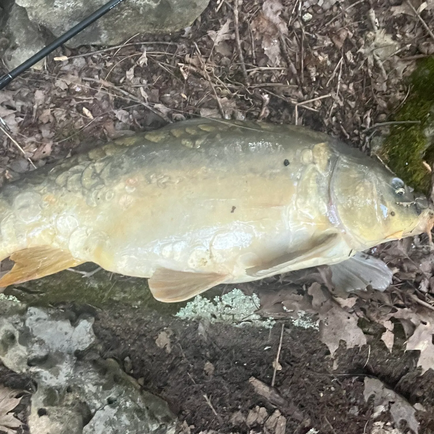 Mirror carp caught on Fishbrain