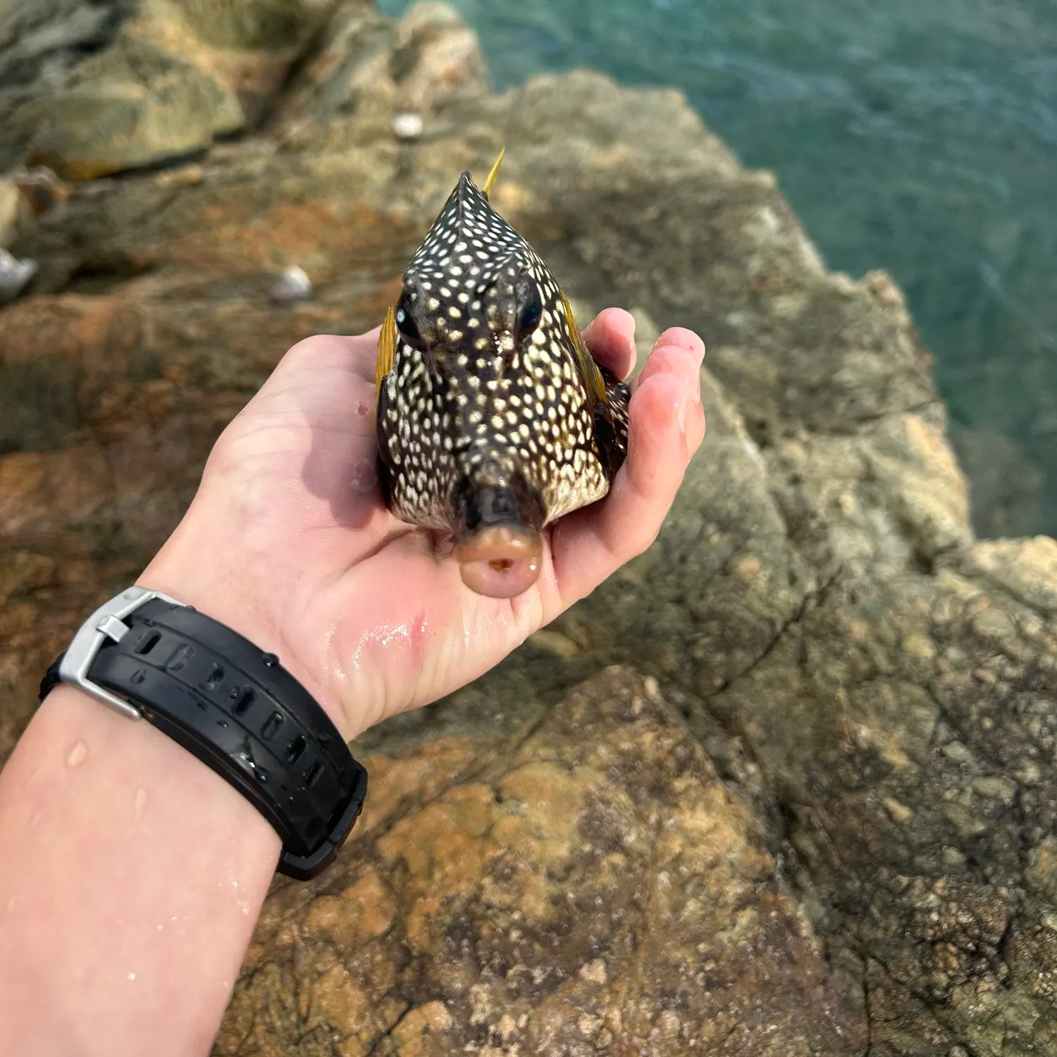 The most recent Smooth trunkfish catches on Fishbrain