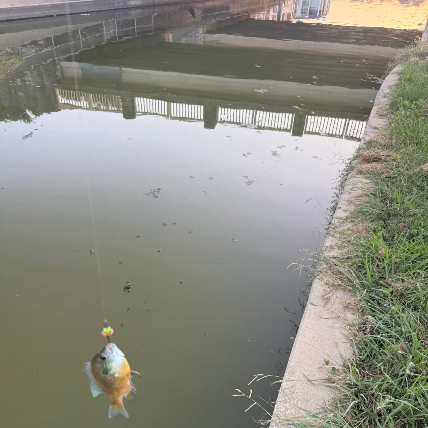 Bluegill caught on Fishbrain