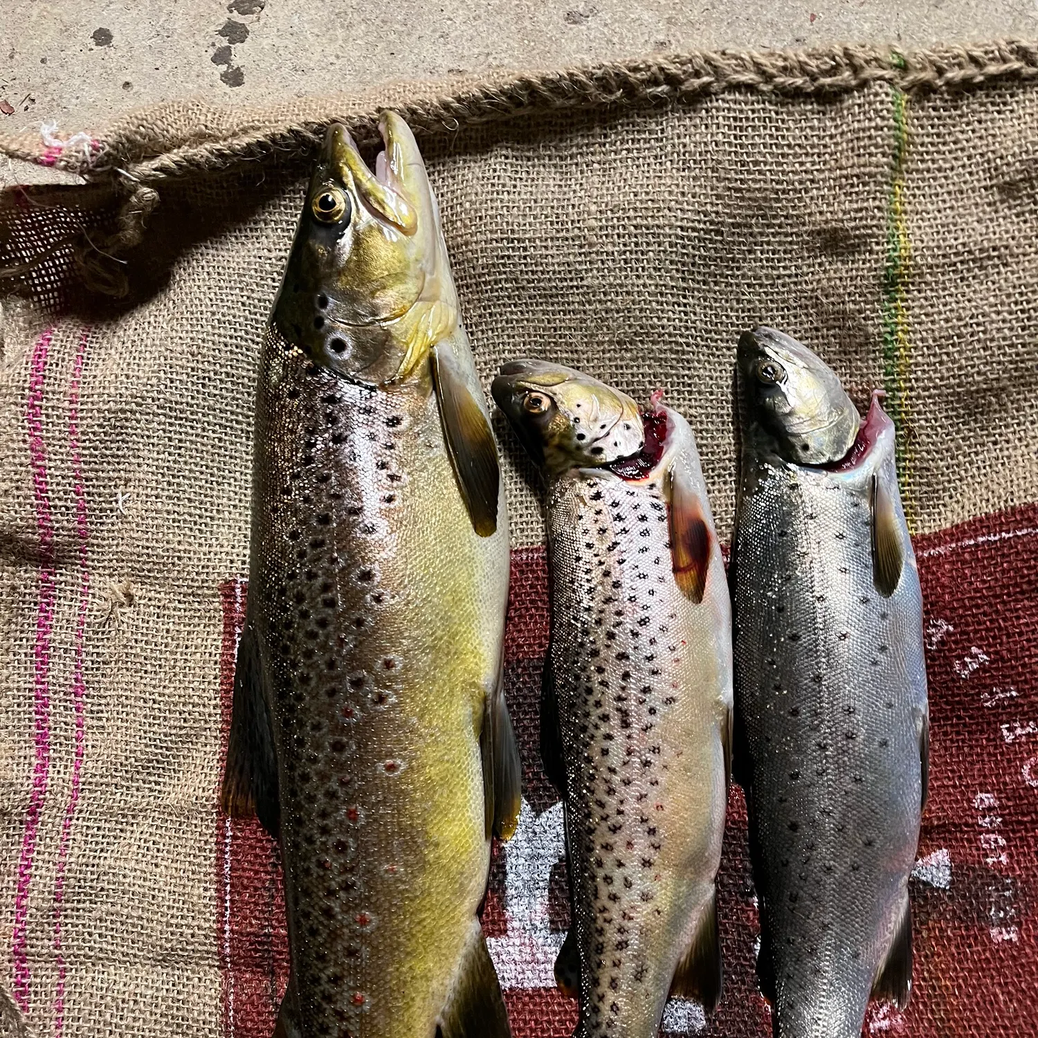 recently logged catches