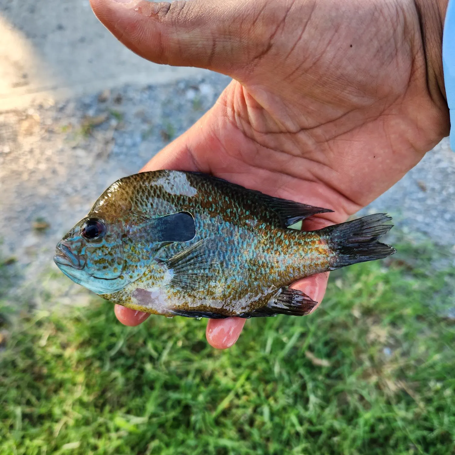 Bluegill x longear sunfish caught on Fishbrain