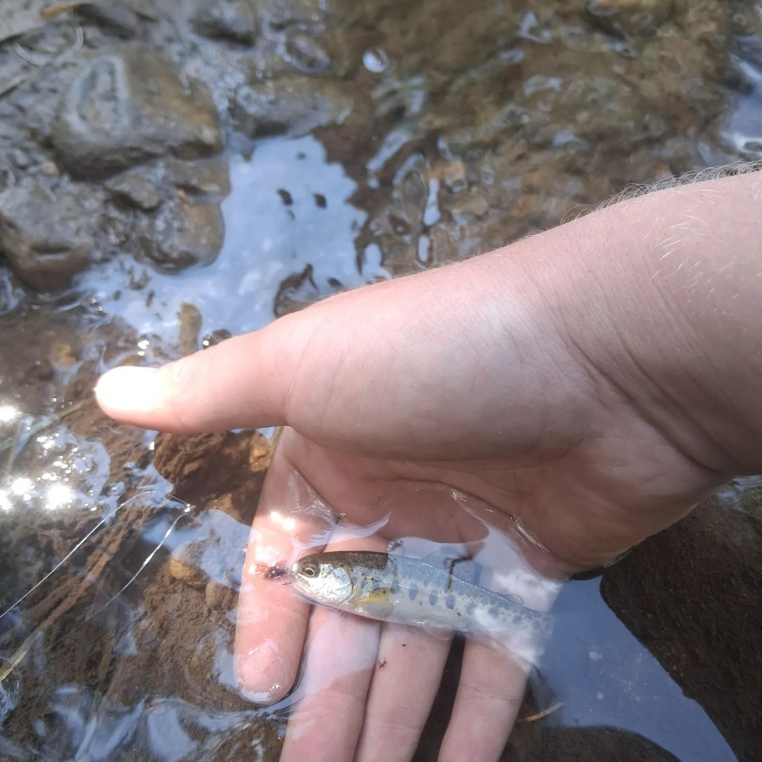 Rainbow trout caught on Fishbrain