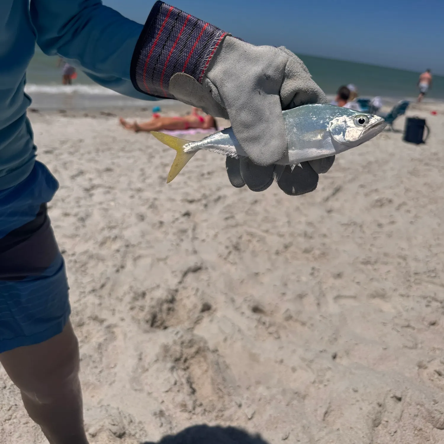 The most recent Leatherjack catches on Fishbrain