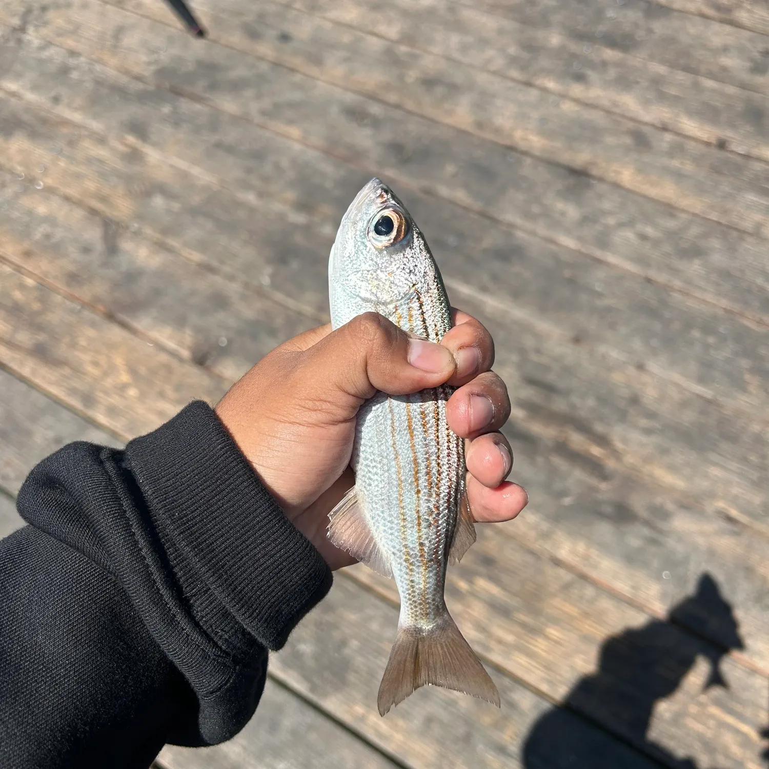 The most recent Salema porgy catches on Fishbrain