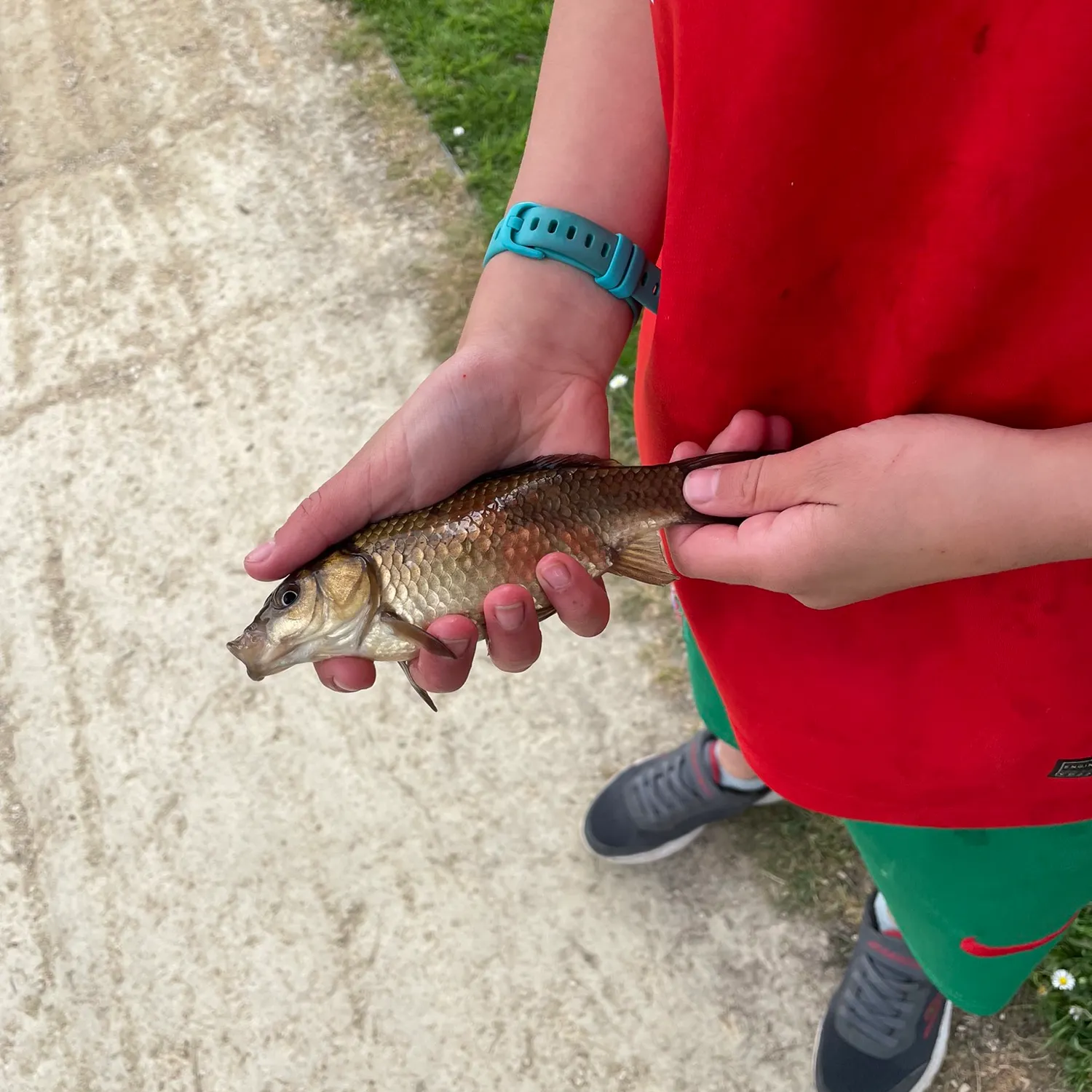Fish caught on Fishbrain
