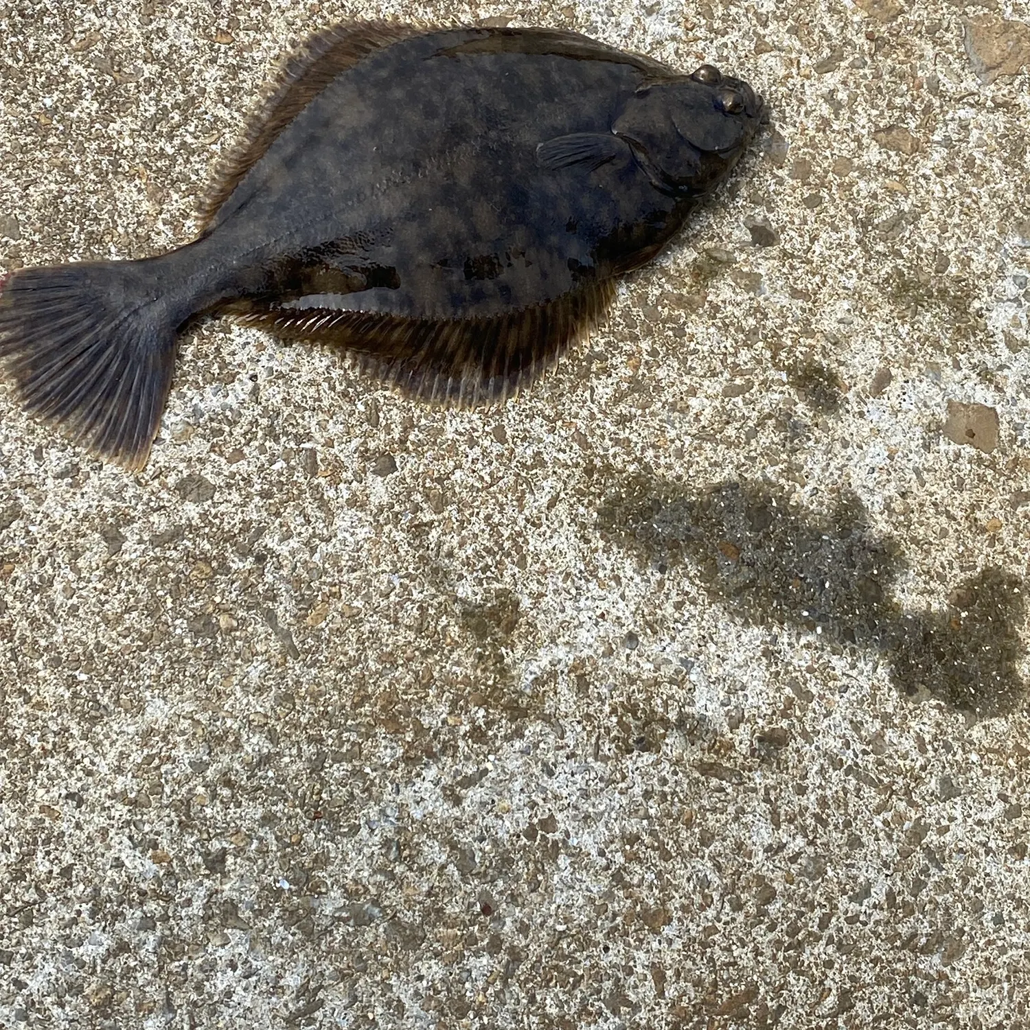 European flounder caught on Fishbrain