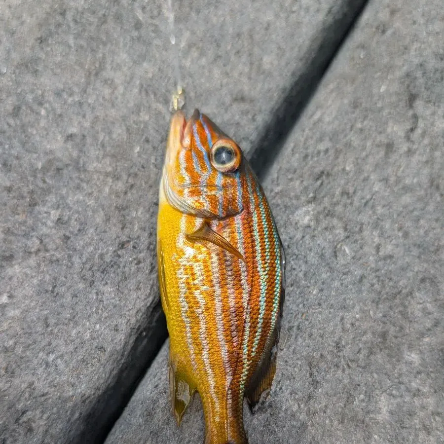 The most recent Yellowtail snapper catches on Fishbrain