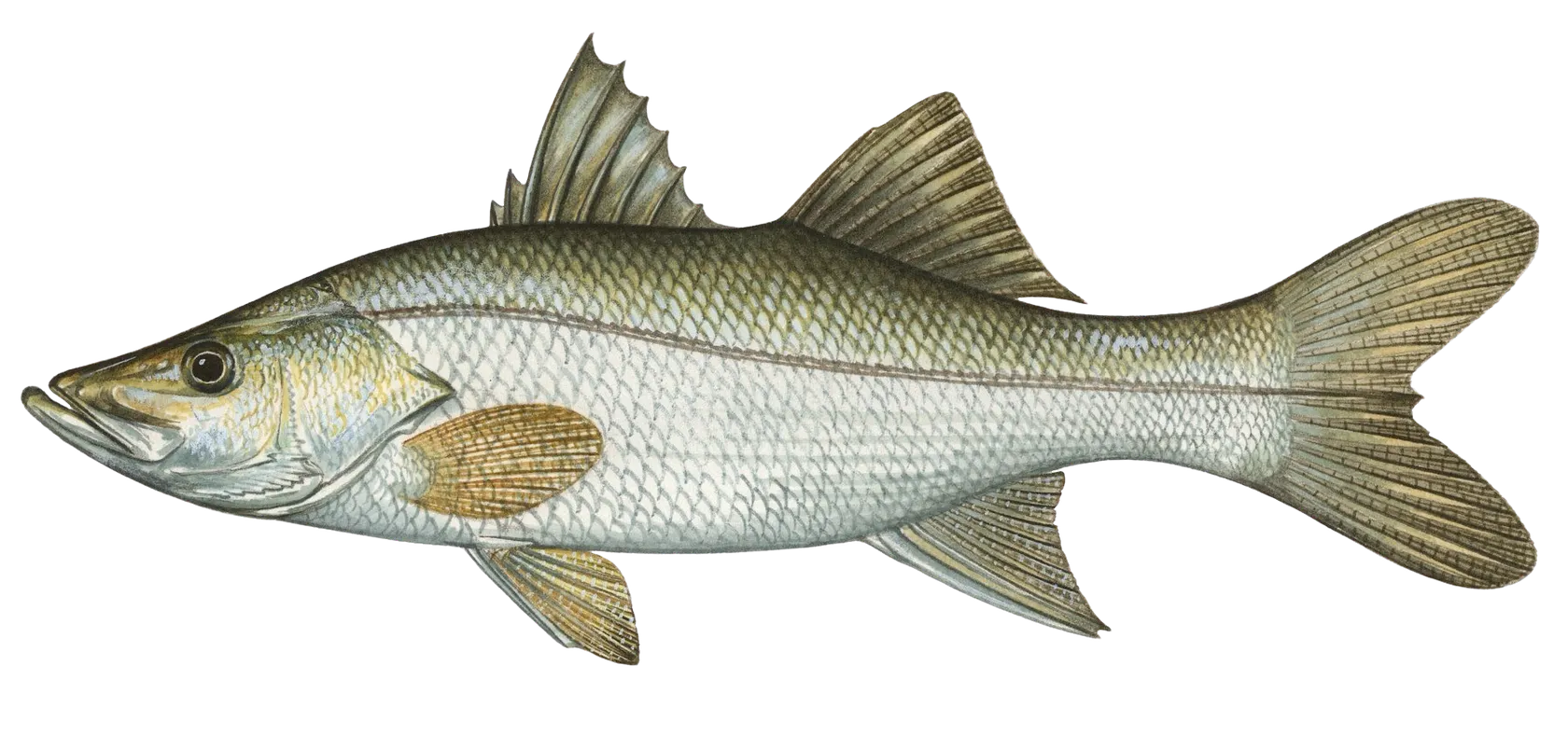 Tarpon Snook