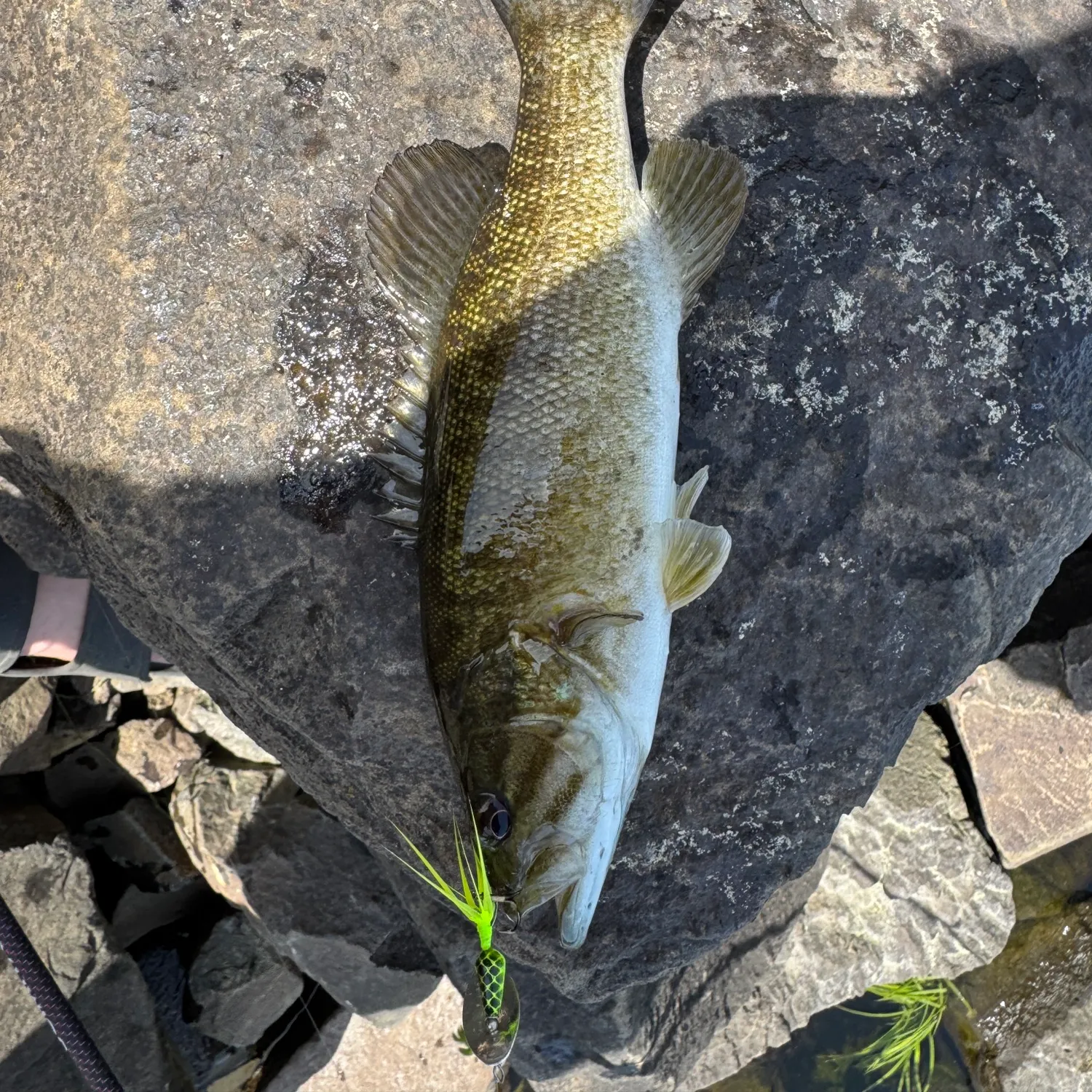 recently logged catches