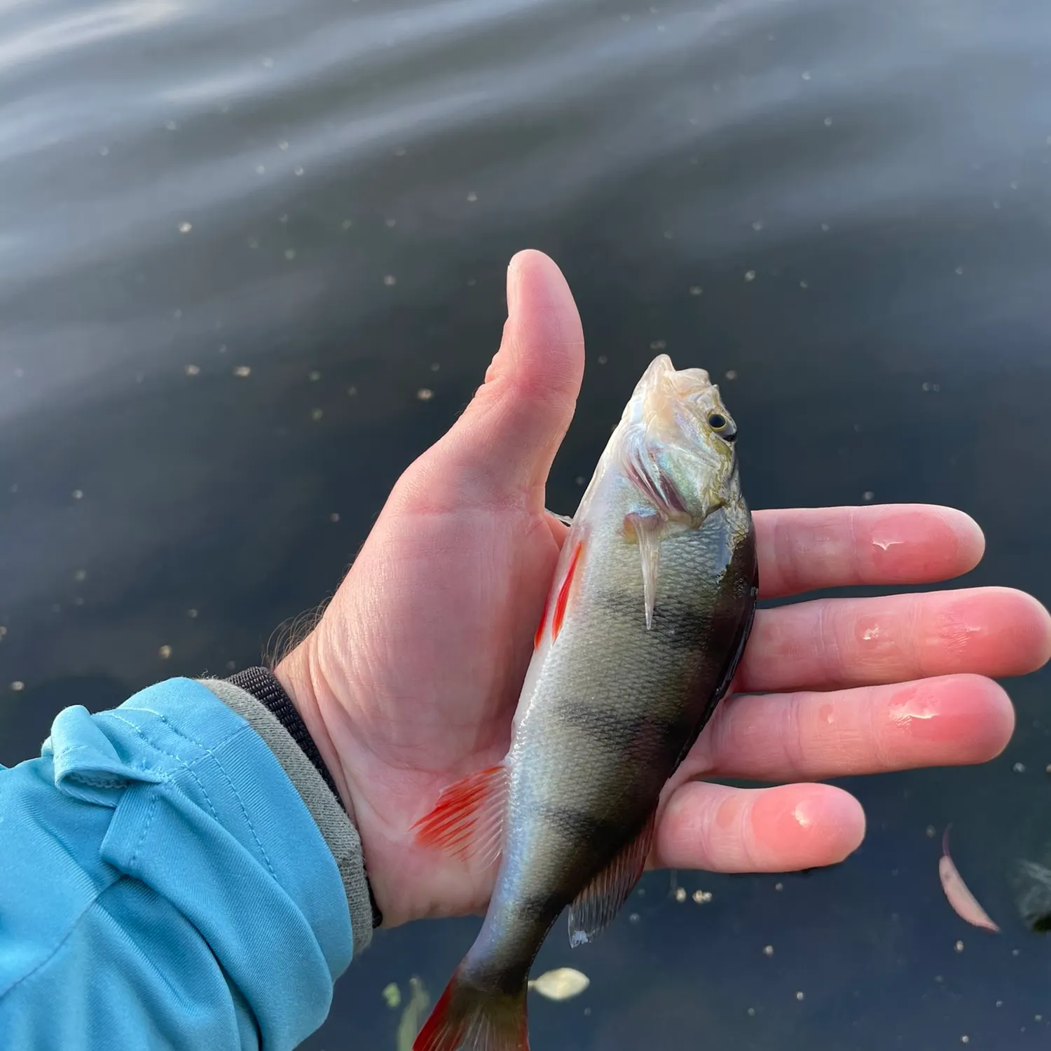 European perch caught on Fishbrain