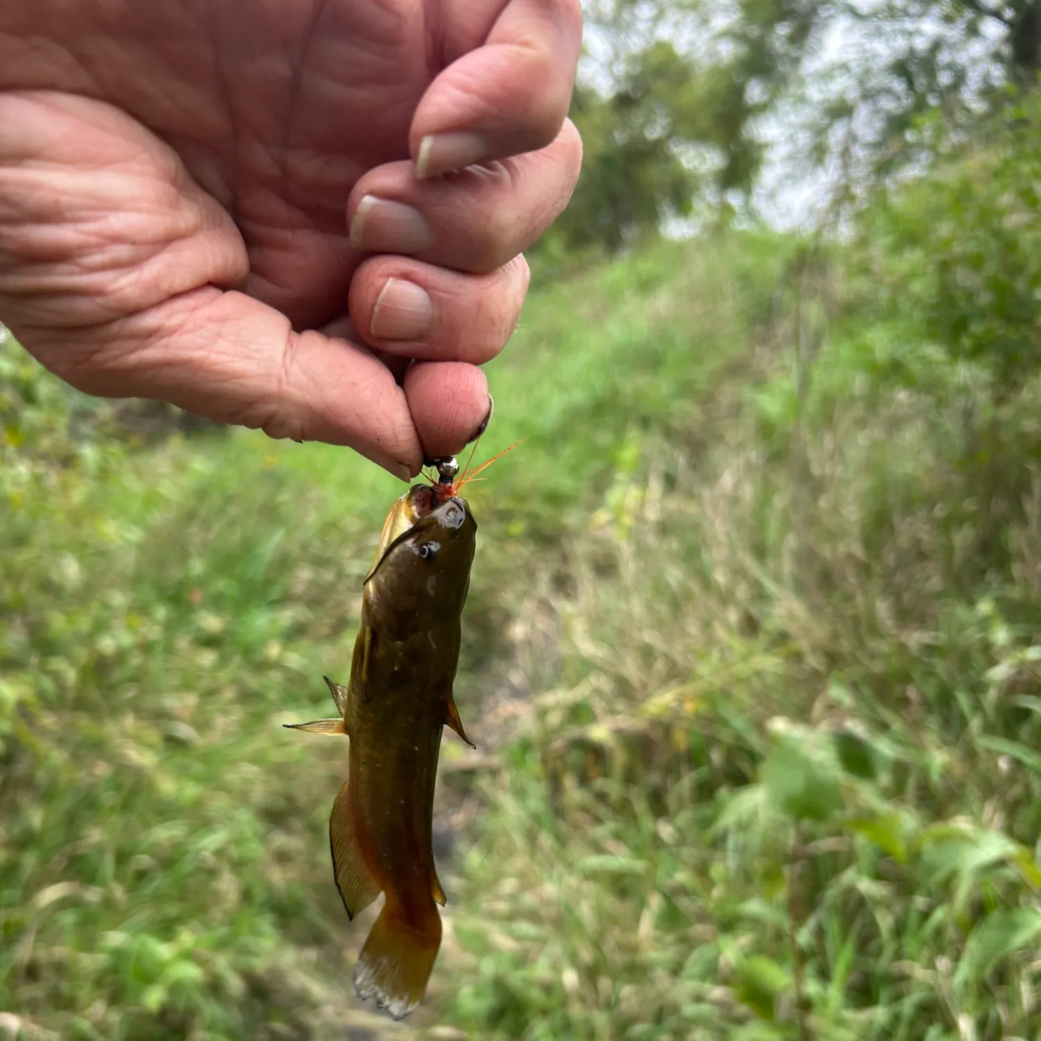 Yellow bullhead caught on Fishbrain