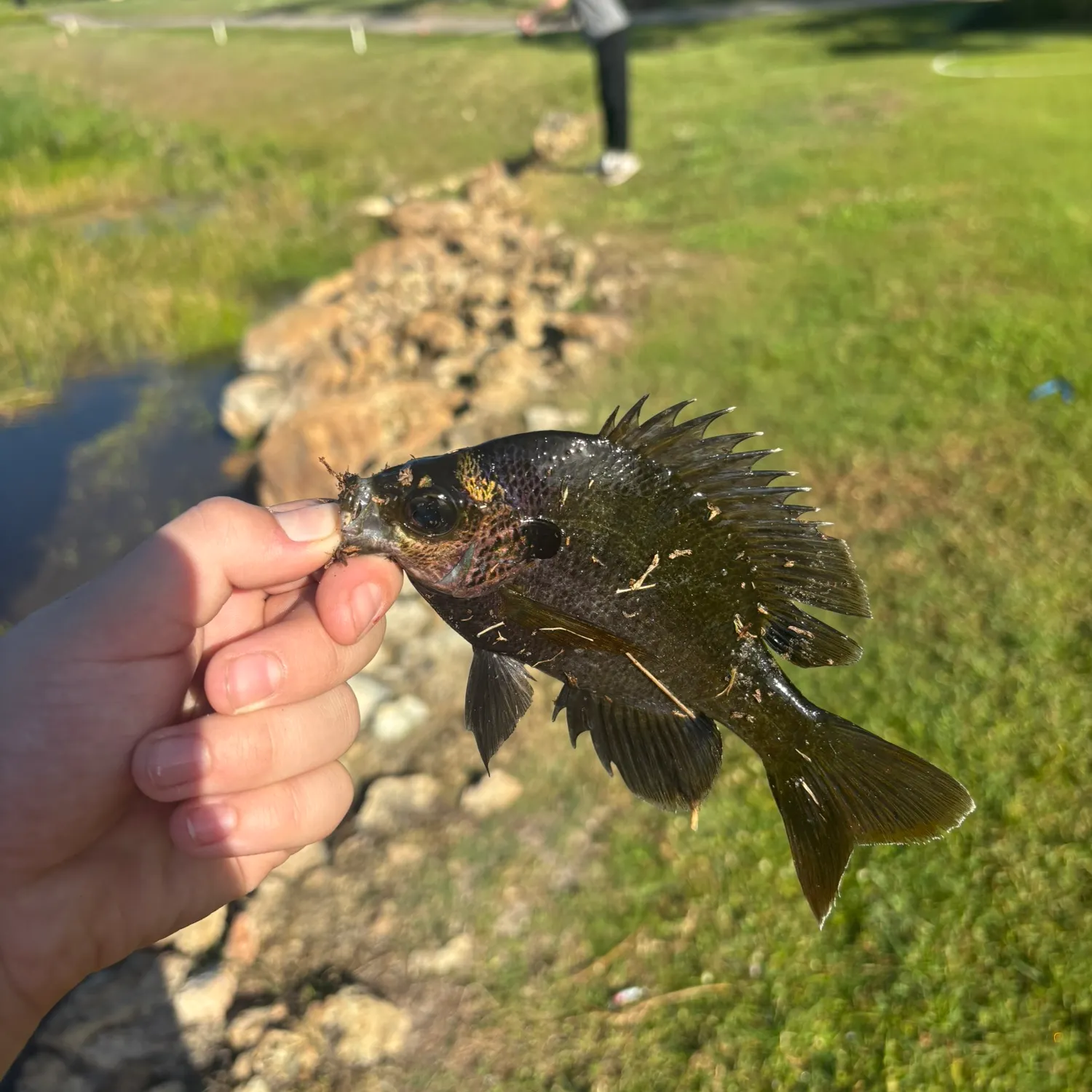 The most recent Flier catches on Fishbrain