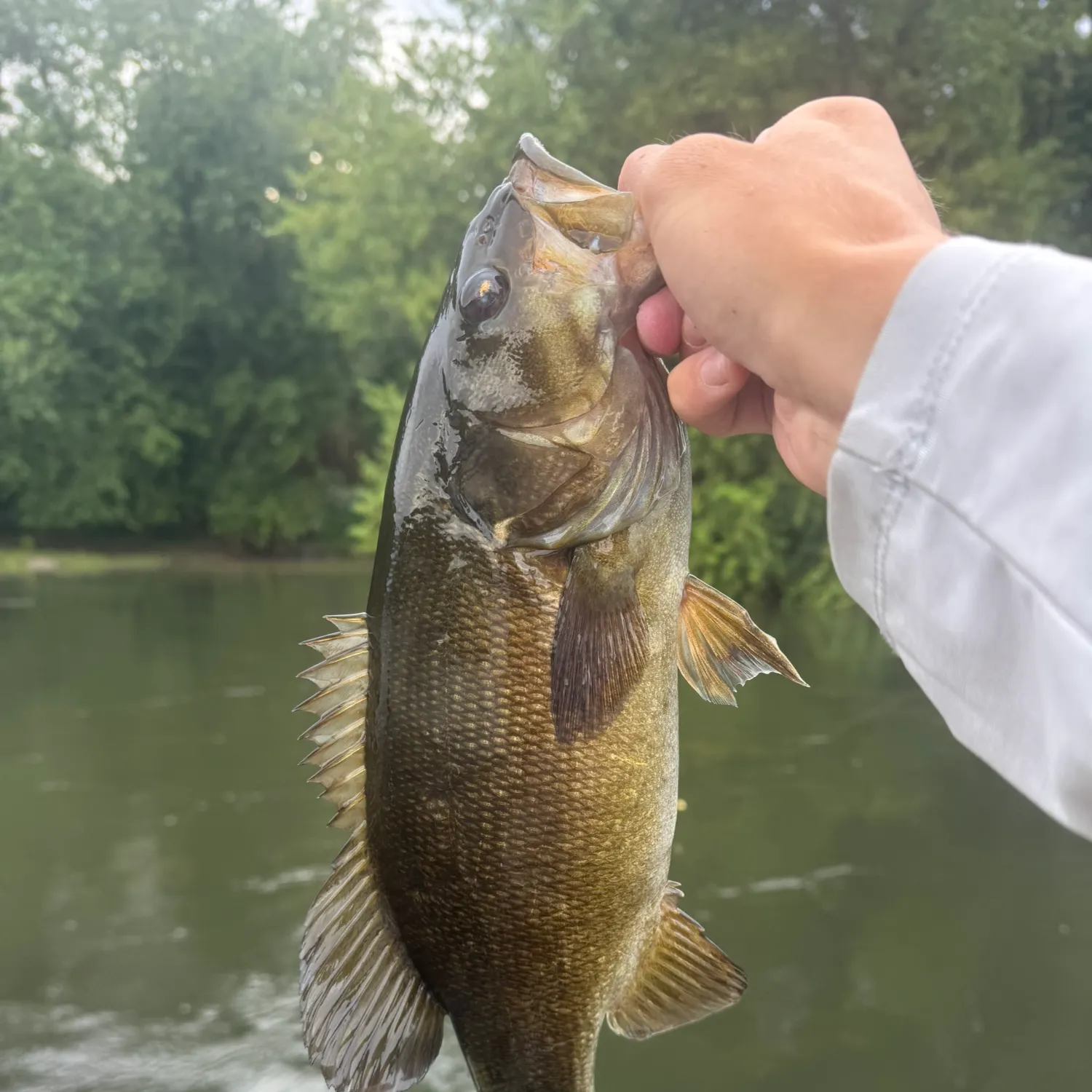 Smallmouth bass caught on Fishbrain