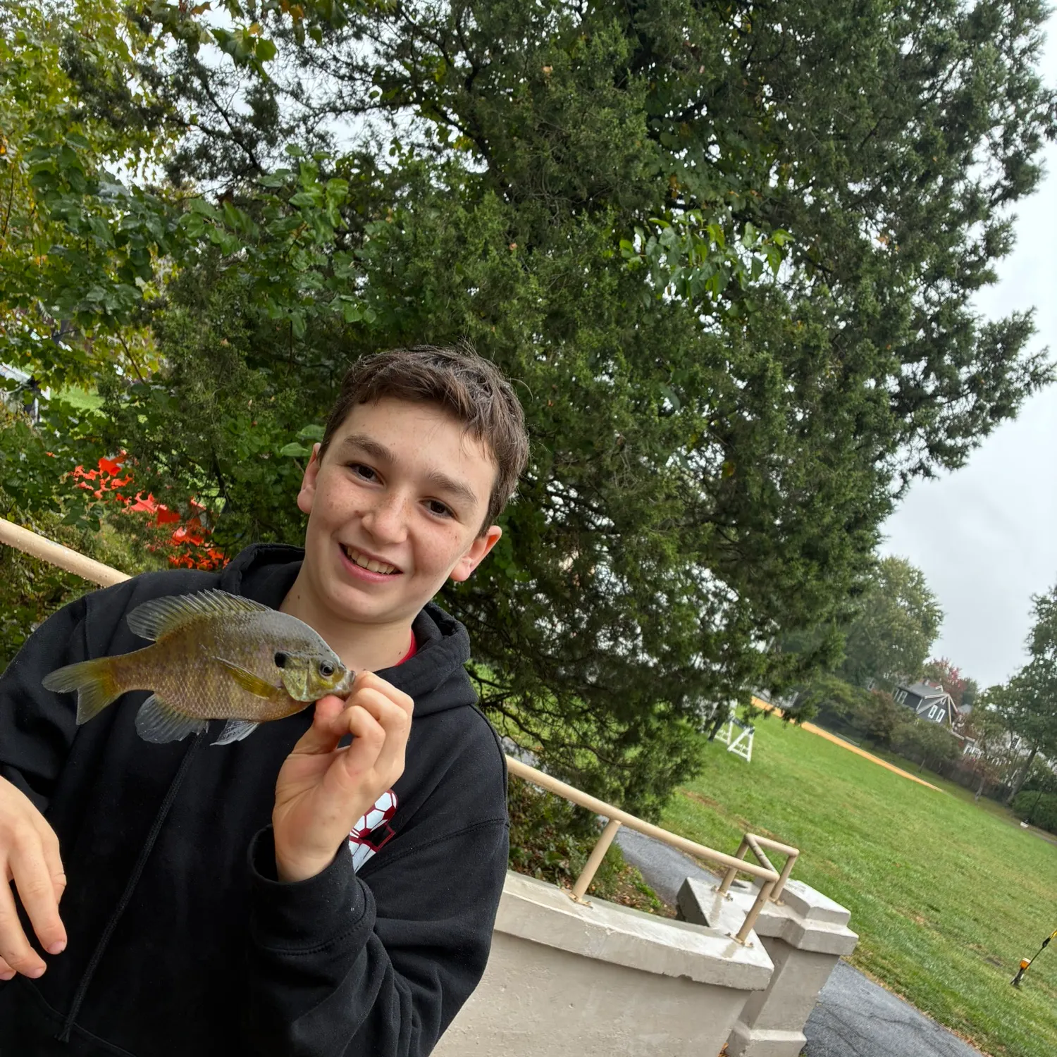 Bluegill caught on Fishbrain