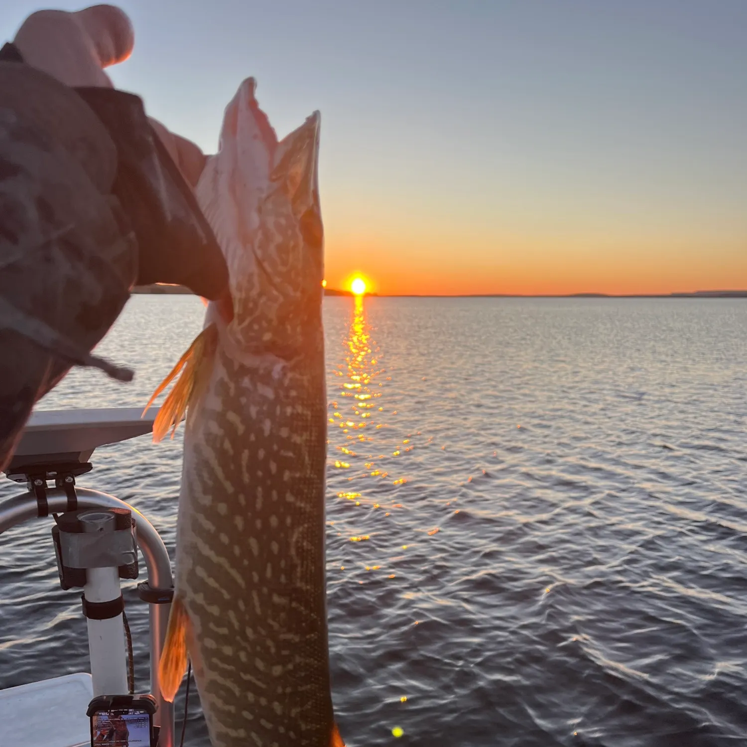 Northern pike caught on Fishbrain
