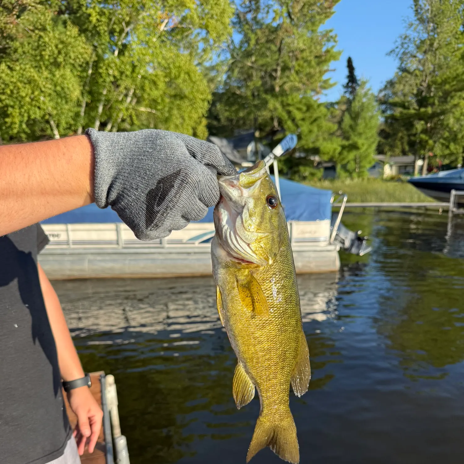 Smallmouth bass caught on Fishbrain