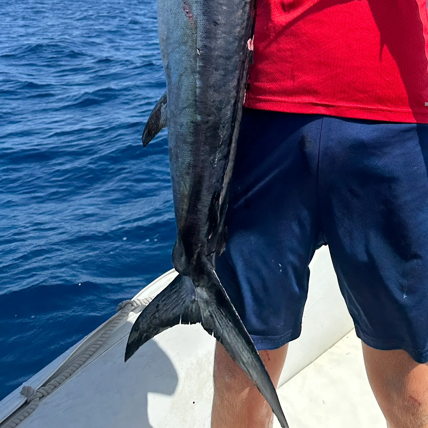 The most recent Swordfish catches on Fishbrain