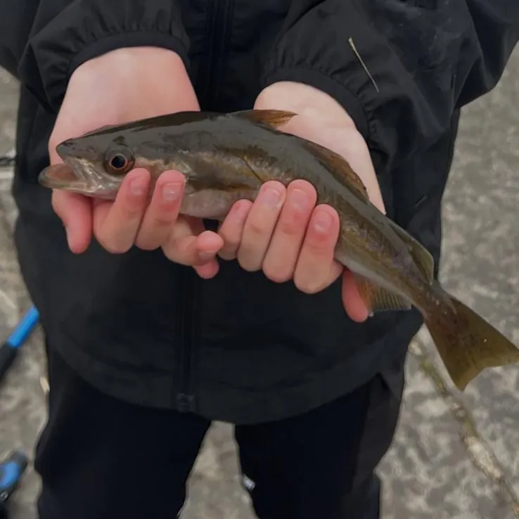 Atlantic cod caught on Fishbrain