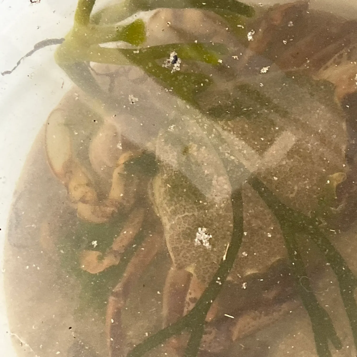 The most recent Spotted reef crab catches on Fishbrain