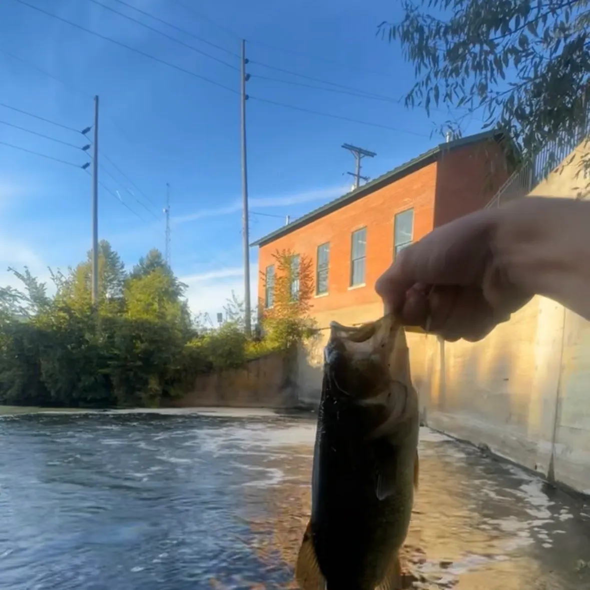 Fish caught on Fishbrain
