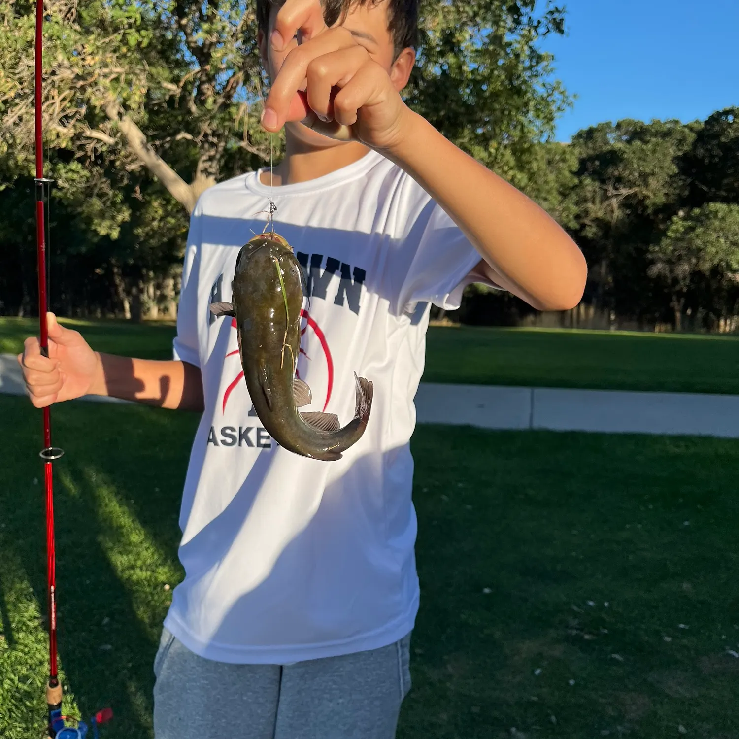 Yellow bullhead caught on Fishbrain