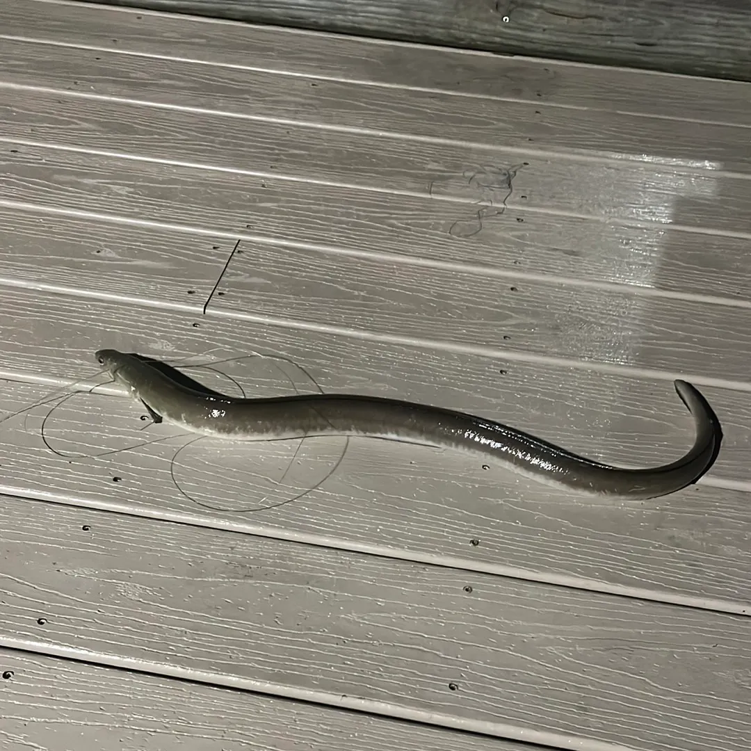 The most recent American eel catches on Fishbrain