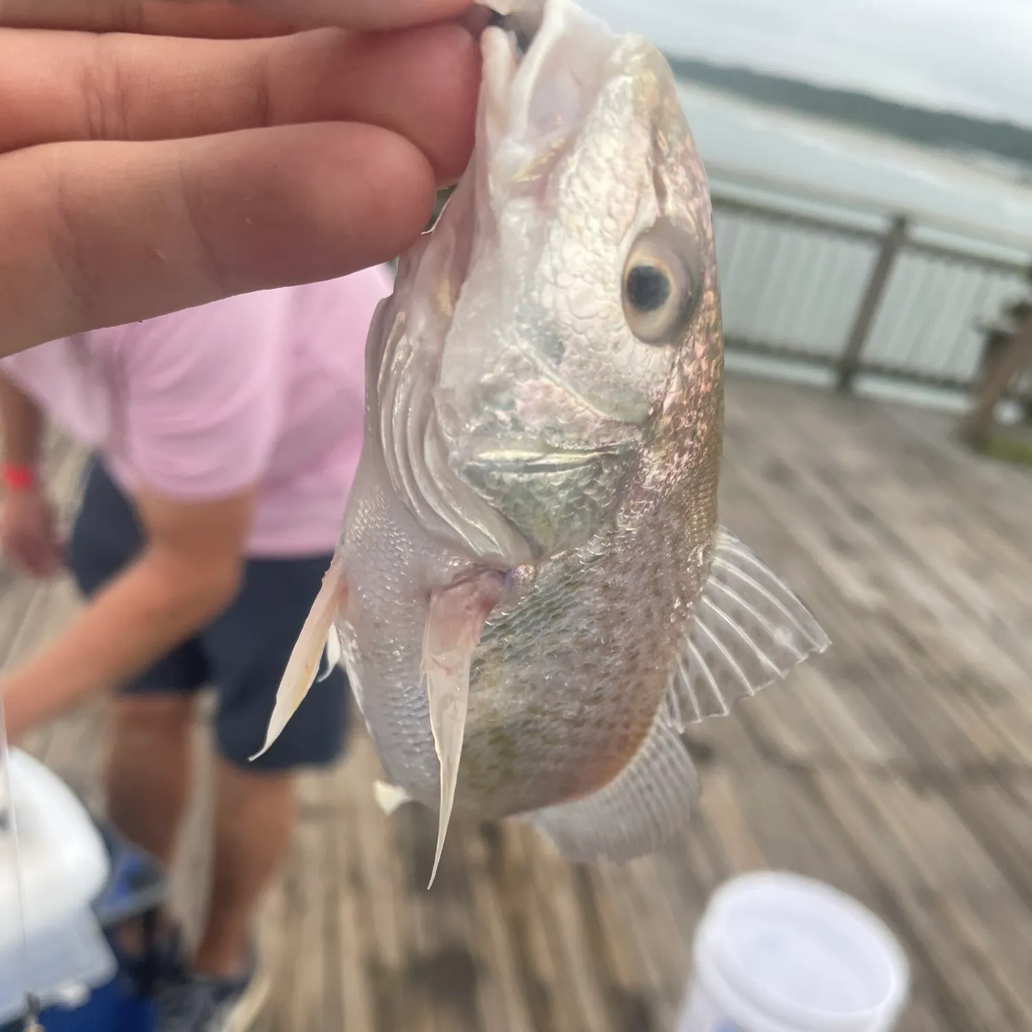 Atlantic croaker caught on Fishbrain