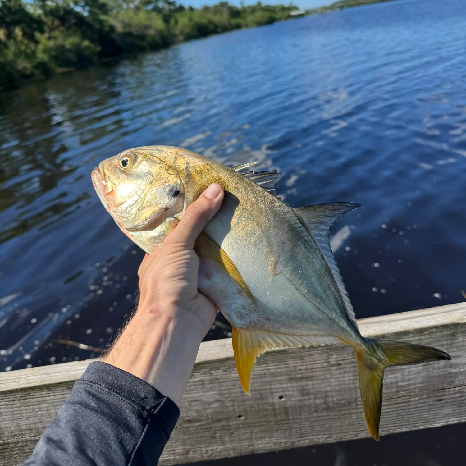 Crevalle jack caught on Fishbrain