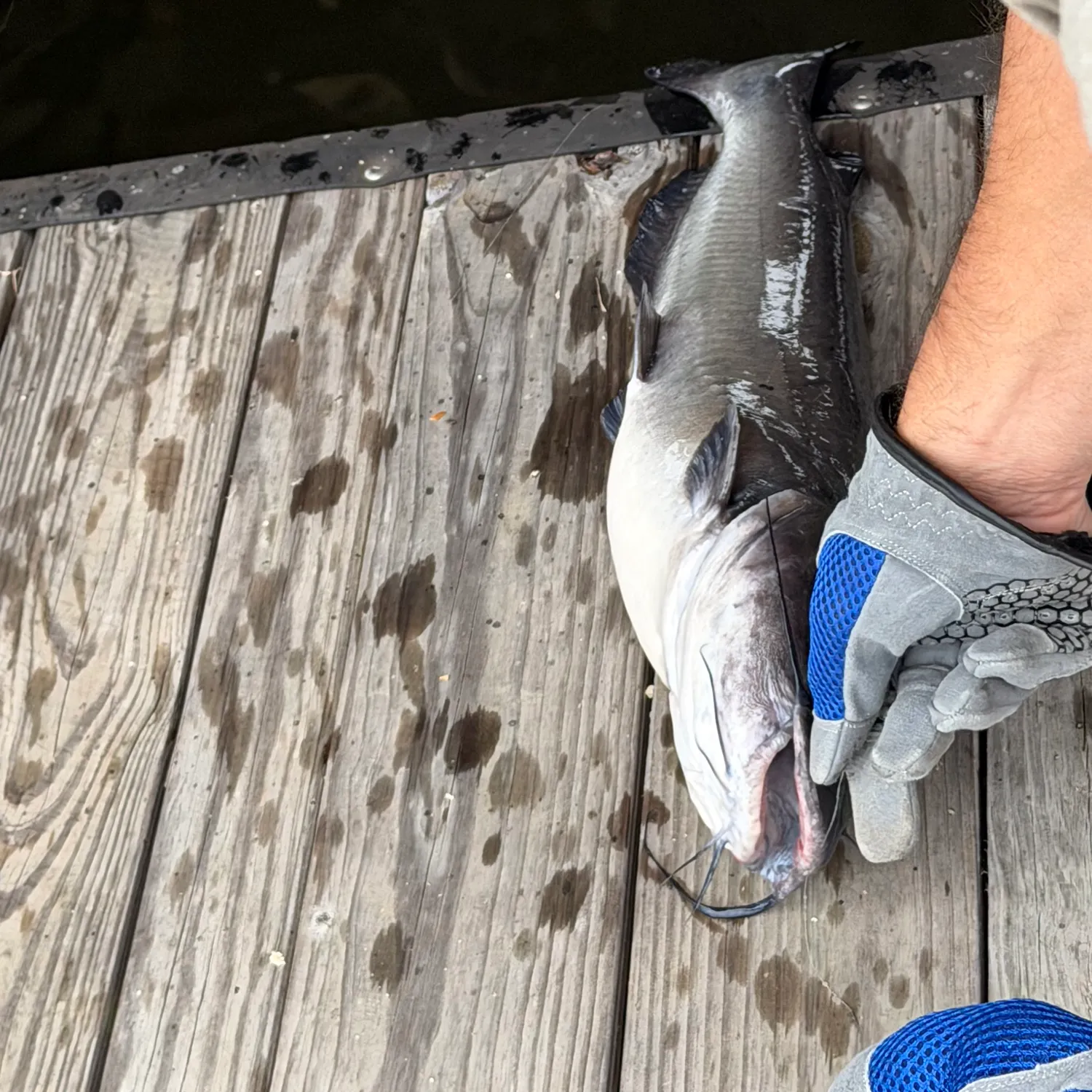 Fish caught on Fishbrain
