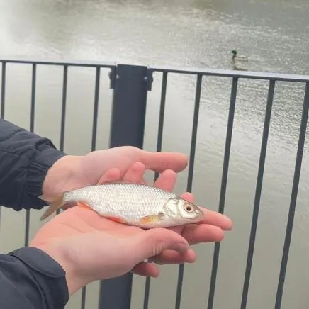 The most recent Common roach catches on Fishbrain